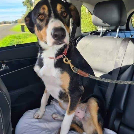 Dogs for adoption Retired Working Dogs NZ