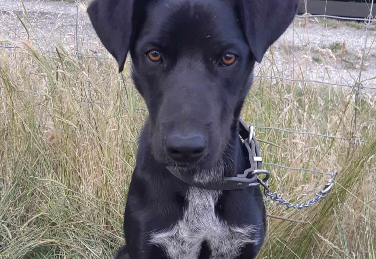 ADOPTED Rees Balclutha Retired Working Dogs NZ
