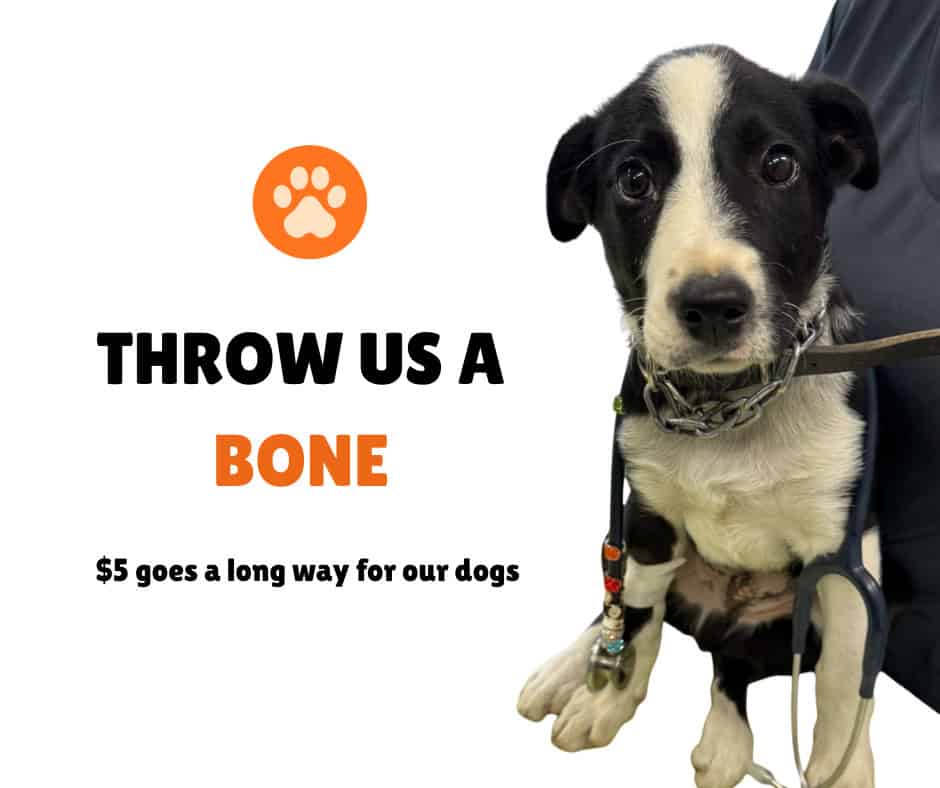 throw us a bone throw us a bone