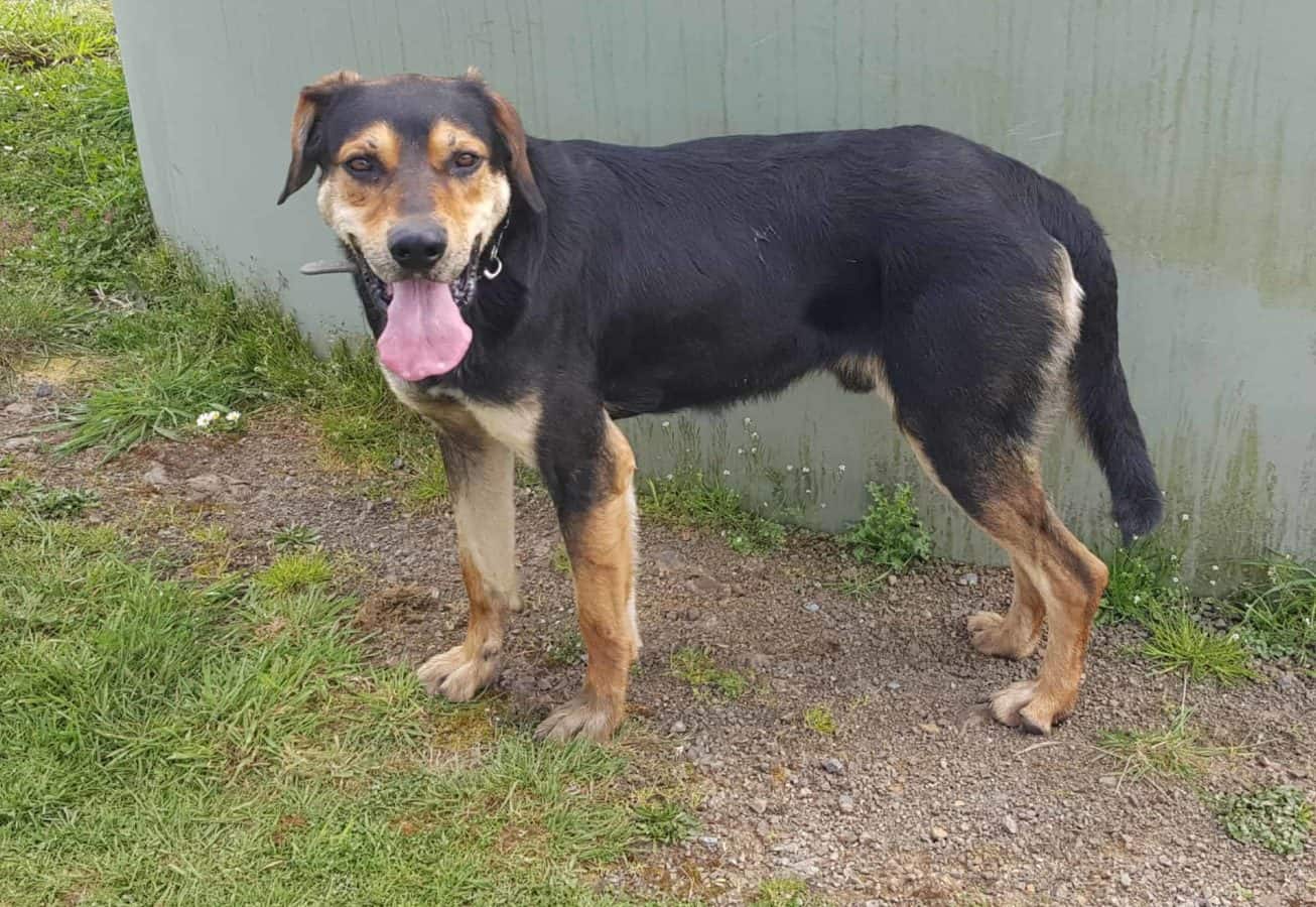 ADOPTED Bug BALCLUTHA Retired Working Dogs NZ