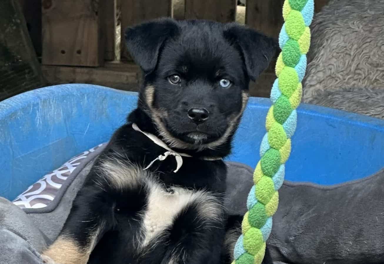 Adopted Kelpie Boy - Rotorua - Retired Working Dogs Nz