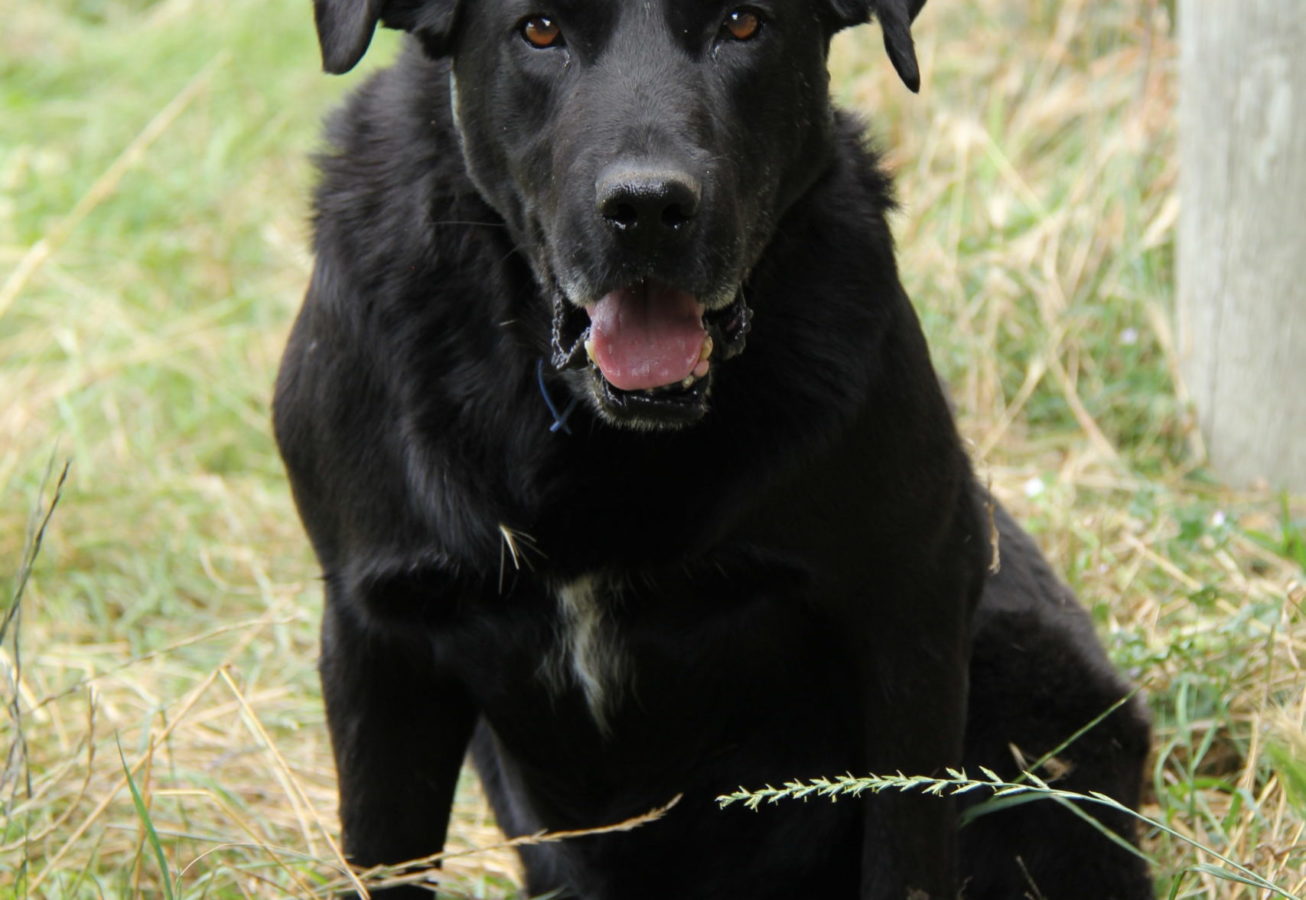 Gus - Hunterville - Retired Working Dogs NZ