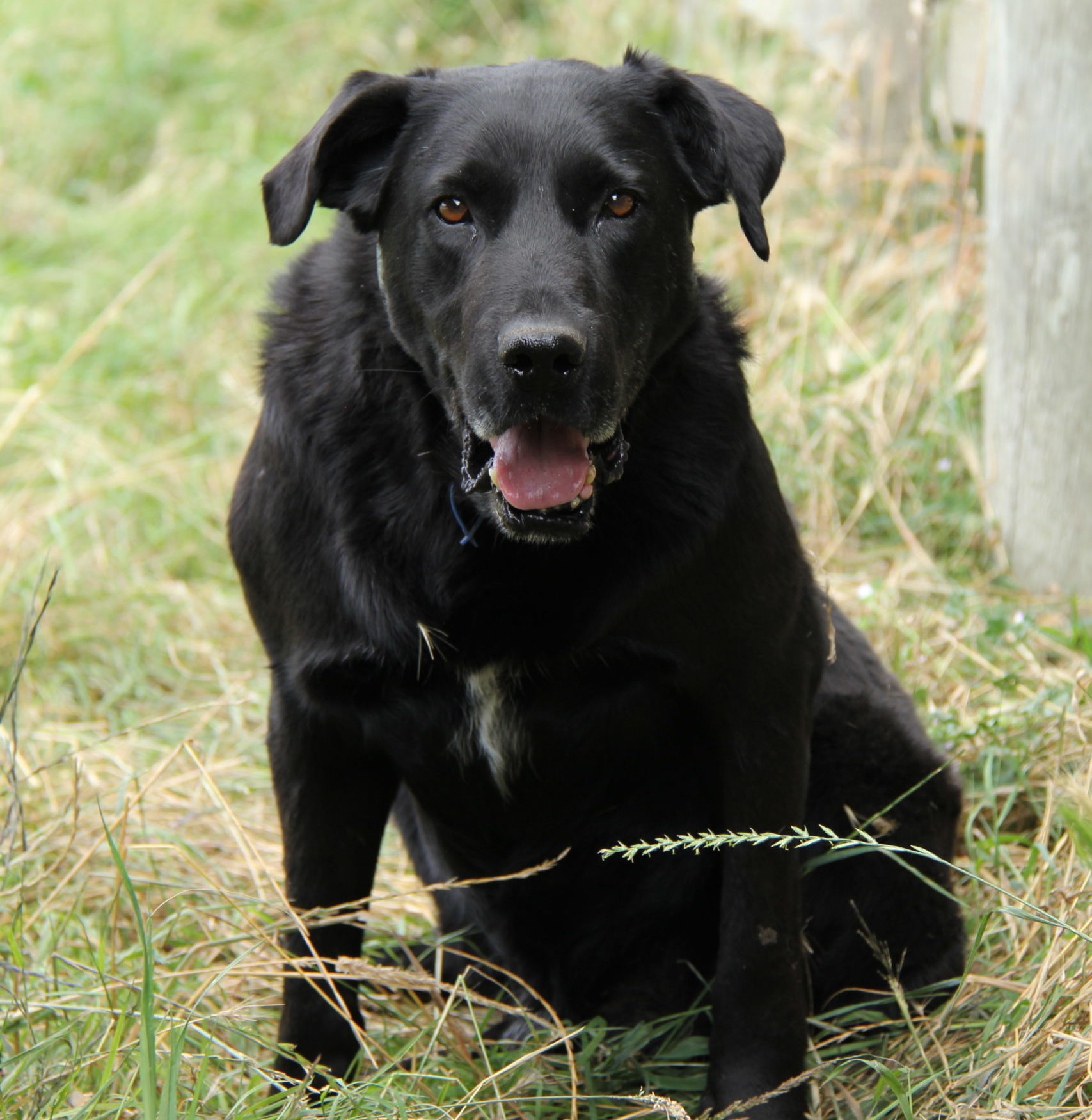 Gus - Hunterville - Retired Working Dogs NZ