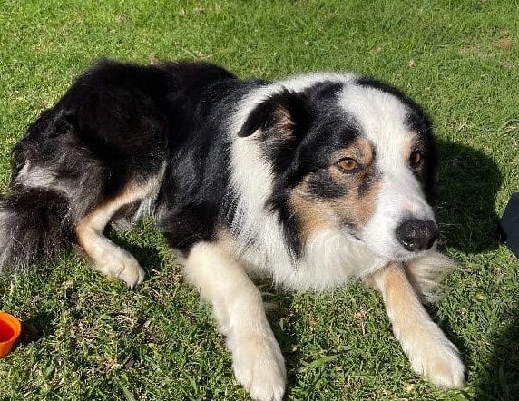 Dogs for adoption - Retired Working Dogs NZ