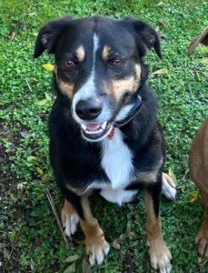 Cruze is a gorgeous 7 year old tricoloured Huntaway X looking for a new forever home with an active loving family. He loves to be around people. Cruze has been a pet for some time as although he was born of working parents he himself failed. He loves to fetch a ball or stick and is still very active and excitable which makes his current situation, living with his owners elderly parents, somewhat untenable. Contact his owner below if you have a spot which would make this boy happy.https://retiredworkingdogs.org.nz/dogs-for-adoption/cruze-dannevirke-2/