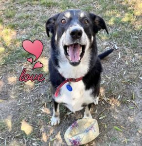 📌TESSA IS STILL WAITING FOR HER FOREVER HOME & FAMILY🙏Tessa is a 4 year old Huntaway X. This gorgeous gal is looking for her happily ever after home. Must be a cat free home & preferably no small children.Best suited in a rural or semi rural home, a place with a large garden & lots of outdoor space where she can chill & enjoy herself & be allowed indoors to be part of the family.For much more information on Tessa and to contact her owners please go the link below:https://retiredworkingdogs.org.nz/dogs-for-adoption/tessa-blenheim/