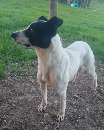 Range is a 1 year old mixed breed Hunting/Pig dog who unfortunately hasnt shown any interest in hunting at all yet and would rather be a loved family pet.She has a very sweet personality, very lovely nature and just wants to be your mate. Shes well socialised with other dogs, big or small and is stock proof.Shes a very happy dog who loves to play and is quite energetic. She absolutely loves to run. so a rural active lifestyle is best for sweet Range.Contact her owner via the link belowhttps://retiredworkingdogs.org.nz/dogs-for-adoption/range-dargaville/
