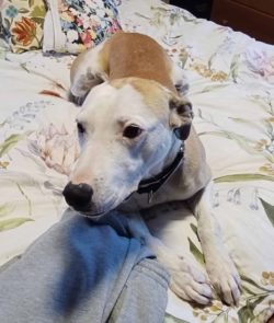 Meet Lucy – The Loving Lap Dog Who Will Steal Your Heart!📍 Fostered in Palmerston North💉 Desexed, vaccinated, microchipped, and ready to bring joy to your home!Looking for an affectionate, energetic dog who will be your loyal companion? This 8-year-old Hunting – Pig Dog is full of love and still has plenty of energy to keep up with your active lifestyle. Lucy is a medium-sized girl with a heart of gold. She’s always up for fun and loves to play, but she also knows how to relax and cuddle after a good run. She can be a little vocal on walks and may need some training to focus, but once she’s settled in, she’s a joy to have around.What we know about Lucy:✅ Toilet and crate trained✅ Great with older kids and other dogs✅ Loves to play and enjoys meeting new dog friends✅ Knows basic commands and has good house manners❌ Not suited for stock or dog parksWhat Lucy is looking for:- An active home with older children who can handle her excited energy- A household with another dog to play with- A secure, stock-free yard and plenty of adventureReady to learn more about Lucy?Find out more about her here: https://retiredworkingdogs.org.nz/dogs-for-adoption/rwdnz-foster-dog-luna-palmerston-north/ Want to adopt Lucy?Fill out an adoption application here: https://form.jotform.com/adoptionsrwd/ADOPTIONAPP