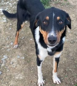 Tex is a gorgeous, friendly and gentle lad. Hes a 1 year old Heading dog  who has loads of energy and loves daily exercise. Unfortunately he’s not a natural and doesn’t show any interest in wanting to work stock yet. This is tricky for his owner who is only learning to train a working dog so needs a more responsive & willing student so sadly, Tex must move on to a loving new home, perhaps to a more experienced trainer or more time for Tex to click. He enjoys playing with children, socializing with other dogs and he’s been brought up with chickens. Contact his owner via the link below:https://retiredworkingdogs.org.nz/dogs-for-adoption/tex-balclutha/