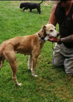 🎉We received our first bequest! 😍 And so stoked to share it with the team at Bay of Islands Animal Rescue. The legacy was left to us from the estate of a wonderful woman at the top of the North Island so we wanted to honour her by supporting a charity close to home. Bequests are bittersweet - sadness that a kind soul has passed but joy at a gift that will help hundreds of dogs. So grateful today 🥰