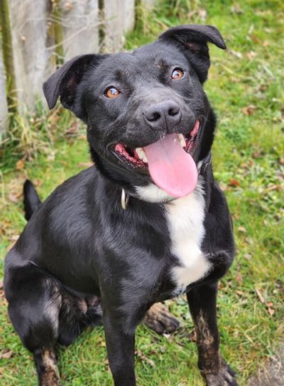 🌿 Forever Home Wanted for Fern! 🐾1-year-old medium-sized pig dog💬 Tell us – what would you rename Fern if she joined your family? Or would you keep her leafy name? Drop your ideas below! ⬇️Fern is bursting with energy! This lively girl likes to run, play, and have something to do. She would thrive as your next running buddy or agility star!About Fern: ✅ Great with kids (a bit bouncy but loving!) ✅ Cat, dog, stock & chicken friendly ✅ Toy obsessed 🐶 She’s small - only knee height and 20kgs ❓Toilet training – a work in progress but clean in her kennel.She’s looking for: 🏡 An active, loving home where she can do a ‘job’ or be very stimulated 🏃 Patient and understanding owners ❗ A home with high fences or secure areaNote: We would also be interested in testing Fern to be a detection dog or doing pest control. If you can help us with this, please send an email. 📍 Fostered in Ohakune 💉 Desexed, vaccinated, microchipped, and ready to bring joy to your home!Ready to learn more about Fern?Find out more about her here: https://retiredworkingdogs.org.nz/dogs-for-adoption/rwdnz-foster-dog-fern-ohakune/ Want to adopt Fern?Fill out an adoption application here: https://form.jotform.com/adoptionsrwd/ADOPTIONAPP