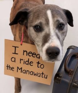 𝗛𝗶 𝗥𝗪𝗗 𝘀𝘂𝗽𝗽𝗼𝗿𝘁𝗲𝗿𝘀!Note: we have had an offer from Hawkes Bay to Feilding on Friday if anyone can do the first half?Im Stone, and I am needing a ride from 𝑮𝒊𝒔𝒃𝒐𝒓𝒏𝒆 to the 𝑴𝒂𝒏𝒂𝒘𝒂𝒕𝒖 (Feilding area) or near by so I can get out of the pound. The team isnt sure what Ill be like in the car but maybe a secure crate or in the back of ute might be ok?! Its up to you. If you can help me out please message the page or email adoptionsrwd@gmail.com with when youre traveling and your phone number. Thanks heaps! 𝗙𝗿𝗼𝗺 𝘆𝗼𝘂𝗿 𝗵𝗶𝘁𝗰𝗵𝗵𝗶𝗸𝗶𝗻𝗴 𝗯𝘂𝗱𝗱𝘆, 𝗦𝘁𝗼𝗻𝗲 🐶🐾