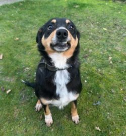 Dear wee Pip has decided working life isnt for her, and with her energy and enthusiasm is seeking an active pet or lifestyle home.Pips owner says shes a sweet girl who enjoys company and shes well used to the other working dogs and two additional dogs at her current home.https://retiredworkingdogs.org.nz/dogs-for-adoption/pip-timaru-2/