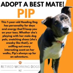 🐾  𝐀𝐝𝐨𝐩𝐭 𝐚 𝐁𝐞𝐬𝐭 𝐌𝐚𝐭𝐞!🐾From seasoned working stars to early retirees who decided working life wasnt their thing — these eight dogs are all looking for one special job: 𝐛𝐞𝐢𝐧𝐠 𝐚 𝐛𝐞𝐬𝐭 𝐦𝐚𝐭𝐞. Each has their own story, personality, and charm, and every one of them is ready to swap the kennel for a couch.𝐖𝐡𝐨 𝐰𝐨𝐮𝐥𝐝 𝐛𝐞 𝐲𝐨𝐮𝐫 𝐩𝐞𝐫𝐟𝐞𝐜𝐭 𝐛𝐞𝐬𝐭 𝐦𝐚𝐭𝐞? Find out more about these dogs here or the link below their photo: https://retiredworkingdogs.org.nz/dogs-for-adoption/ Fill out an adoption application here: https://form.jotform.com/adoptionsrwd/ADOPTIONAPP