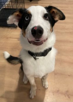 UPDATE - ALL SORTED, THANK YOU! Help Needed: Transport for Bo to his Forever Home! 🐾🚗Our lovable friend Bo is heading to his forever home and needs a ride from Morrinsville to the Manawatu (or a couple of hours out is close enough)!If youre available and willing to lend a helping hand (and vehicle), wed be forever grateful! Please get in touch with us to discuss the details. Lets get Bo to his new home safely and happily! ❤️Email adoptionsrwd@gmail.com or message the page. We will update this post when we have a confirmed plan.