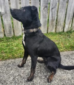 🐾TRANSPORT NEEDED🐾Fern needs to get to her new foster home... are you traveling from Waiouru area to just north of Hamilton and wouldnt mind this little pocket rocket passenger? You will probably want her in crate or a dog box/back of ute canopy. If its a return trip we can loan you a crate. Please email adoptionsrwd@gmail.com or message the page with when youre traveling. We will update this post when we have a confirmed plan.