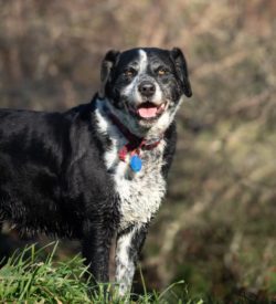 🎩 𝐋𝐚𝐝𝐲 𝐋𝐲𝐝𝐢𝐚 🐾 𝐀𝐠𝐞: 9 years young 𝐁𝐫𝐞𝐞𝐝: Heading Dog X 𝐒𝐩𝐞𝐜𝐢𝐚𝐥 𝐬𝐤𝐢𝐥𝐥𝐬: Expert cuddler, loyal companion, puddle inspector✨ Once upon a tail... There lived a gentle soul named Lydia who believes the best spot in the world is right next to you. She’s got the loyalty of a storybook knight and a deep love for water, walkies, and warm-hearted humans.She’s not here to chew your shoes; she’s here to mend your heart. 💛💌 𝐀 𝐅𝐞𝐰 𝐨𝐟 𝐋𝐲𝐝𝐢𝐚’𝐬 𝐋𝐨𝐯𝐞𝐥𝐲 𝐐𝐮𝐚𝐥𝐢𝐭𝐢𝐞𝐬: 🐶 Gets along great with kids, other dogs, and even cats (chickens? Not invited!) 🚶‍♀️ Enjoys a good stroll and would love more adventures 💦 Obsessed with water — puddles, ponds, bathtubs, you name it 🛋️ Cuddle queen who thrives with people nearby — perfect for someone home often📍 Fostered in Masterton 💉 Desexed, vaccinated, microchipped, and ready to bring joy to your home!𝐑𝐞𝐚𝐝𝐲 𝐭𝐨 𝐥𝐞𝐚𝐫𝐧 𝐦𝐨𝐫𝐞 𝐚𝐛𝐨𝐮𝐭 𝐋𝐲𝐝𝐢𝐚? https://retiredworkingdogs.org.nz/dogs-for-adoption/lydia-masterton-rwdnz-foster-dog/