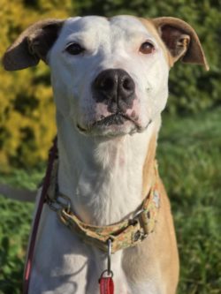 I may be 8… but I still believe my best years are waiting for me – with you!🐾 𝐋𝐨𝐯𝐞𝐥𝐲 𝐋𝐮𝐜𝐲 💛Age: 8 years youngBreed: Retired Hunting dogSpecial skills: Professional lap warmer, enthusiastic playmate, adventure buddy✨ 𝐎𝐧𝐜𝐞 𝐮𝐩𝐨𝐧 𝐚 𝐰𝐚𝐠...There was a big-hearted girl named Lucy who believed the best place to be was right beside her people. She’s got a tail that wags like it’s powered by joy, a love for canine friends, and a knack for making you laugh every single day.💌 𝐀 𝐅𝐞𝐰 𝐨𝐟 𝐋𝐮𝐜𝐲’𝐬 𝐋𝐨𝐯𝐚𝐛𝐥𝐞 𝐐𝐮𝐚𝐥𝐢𝐭𝐢𝐞𝐬:🐶 Gets along well with other dogs and respectful of grumpy ones🏡 Toilet & crate trained with lovely indoor manners🚶‍♀️ Loves walks and would thrive with a doggy friend to match her energy🐦 Great with parrots and rats, and has ignored cats🏠 Needs a secure yard or kennel run when left alone - she can jump high.📍 Fostered in Palmerston North 💉 Spayed, vaccinated, microchipped, flea & worm treated.𝐑𝐞𝐚𝐝𝐲 𝐭𝐨 𝐠𝐢𝐯𝐞 𝐭𝐡𝐢𝐬 𝐥𝐨𝐯𝐢𝐧𝐠 𝐥𝐚𝐩 𝐝𝐨𝐠 𝐡𝐞𝐫 𝐡𝐚𝐩𝐩𝐢𝐥𝐲 𝐞𝐯𝐞𝐫 𝐚𝐟𝐭𝐞𝐫? Find out more information here:https://retiredworkingdogs.org.nz/dogs-for-adoption/rwdnz-foster-dog-lucy-palmerston-north/
