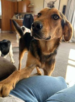 Hey, I’m Chop! Word on the street is the awesome supporters of RWDNZ helped patch up my ticker 💖—and now it’s running on full zoomie power. I’m feeling amazing and ready to give my heart away… just as long as you’ve got snacks.When I first came into care, my heart was a little bit broken—literally. Thanks to some amazing humans who believed in me, looked after me, and helped me heal, I’m now ready to find my forever home. I’m about 10 months old, a happy, bouncy Huntaway boy who loves adventures, car rides, the beach, and making new friends. I’m great with most dogs, can live with confident cats, and I’m learning my manners every day.I’ve still got a mild heart murmur, but it doesn’t slow me down one bit—I’ve got too much life to live and love to give!Now I just need my special someone to give me a home filled with cuddles, walks, and fun. Could that be you? Find out more about me here on the website and apply, Id love to meet you: https://retiredworkingdogs.org.nz/dogs-for-adoption/chop-dannevirke/
